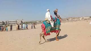 Camel  romance desert raining dance 