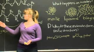 Lipids Carbohydrates and Nucleic Acids Practice Problem  MIT 7.01SC Fundamentals of Biology