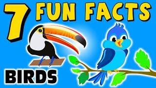 7 FUN FACTS ABOUT BIRDS BIRD FACTS FOR KIDS Parrot Toucan Learning Colors Funny Sock Puppet