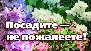 ТОП  5 САМЫХ НЕПРИХОТЛИВЫХ ЦВЕТУЩИХ КУСТАРНИКОВ