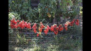 2023 August 17th -- Our 2023 Tomato Yield