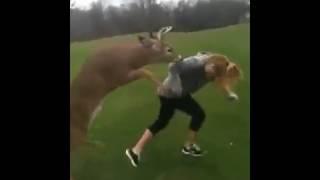 Deer Tries to Mate with Girl Funny as Hell