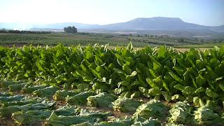 IAPH patrimonio inmaterial Transhabitat cultivo de tabaco en Peñuelas Granada