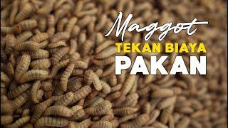 Maggot Tekan Biaya Pakan