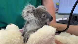 Koala Kindy