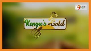 Kenyas Gold  Regenerative Agriculture - Gold Feature