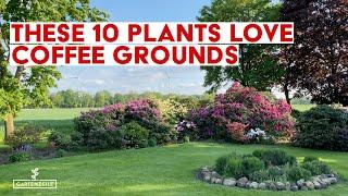 These 10 plants love coffee grounds Using coffee as fertilizer in the garden