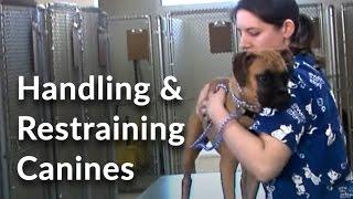 Veterinary Technician and Assistant Training Handling and Restraining Dogs