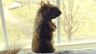Squirrel squeaks like toy when touched