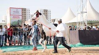 Marwari stallion vs stallion Breeding show