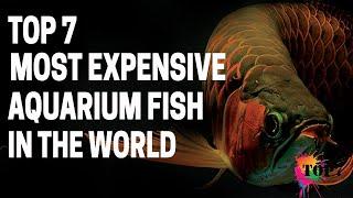 TOP 7 Most Expensive Aquarium Fish in the World