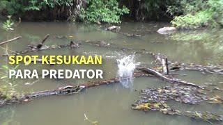 Kayu tumbang jadi sarang gabus  Casting ikan gabus di rawa Kalimantan.