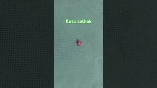 Kutu Cathak #sorts #kutu