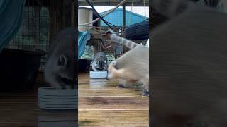 Raccoon and Coatimundi Race to Eat