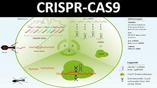 CRISPR-Cas  CRISPR  Cas9 Ein Verfahren des Genom-editing - Biologie Gentechnik Oberstufe