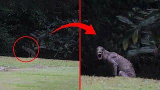 They Recorded It In Congo Jungle And No Body Could Believe It