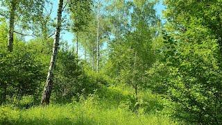 Nature sounds Nightingale singing Sounds of Forests for Relaxation and Sleep