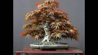 29 Bonsai - Amazing In Your Garden Part 2