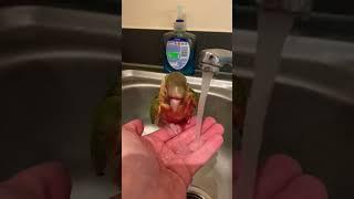 Conure Bathtime under Tap #conure #parrot #pet #gcc #love