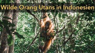 EINFACH UNGLAUBLICH - Orang Utans Trek in Bukit Lawang Indonesien