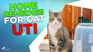 Home Remedies for Cat UTI