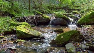 Creek in the forest - 4K HDR 60fps - no loop