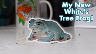 Meet my New Whites Tree Frog