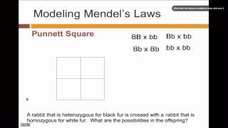 Punnett Squares