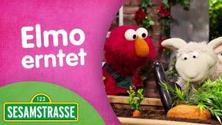 Folge 2892 Elmo erntet  Neue Folgen  Sesamstraße