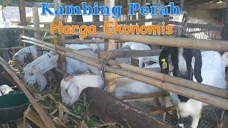 Kambing Perah Harga Ekonomis  harga kambing perah sapera  Kambing Perah Murah