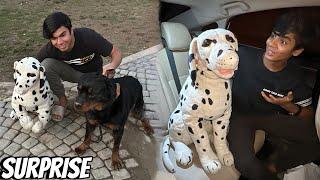 Rottweiler Dog Ka New Dost Agea  Surprise
