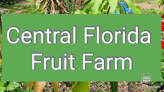 Central Florida Fruit Farm Walking Tour