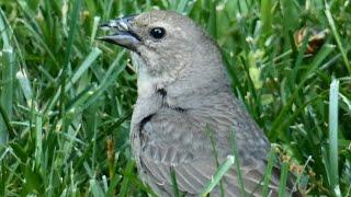 Female cowbird call  song  sounds & activities  Brown headed