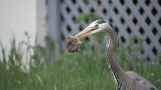 The Great Blue Heron A Gophers Nightmare