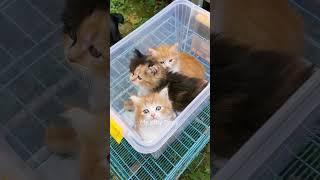 Gangguin Kucingmu Pakai Video Ini - Suara Anak Kucing
