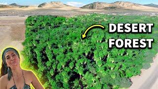 How This Woman Transformed Desert Into Lush Forest