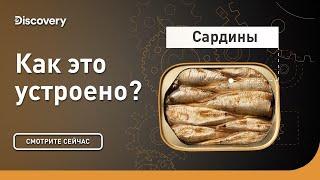 Сардины  Как это устроено  Discovery