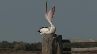 Now that’s a yawn Australian Pelican dozing on a post wakes briefly to preen stretch and yawn.