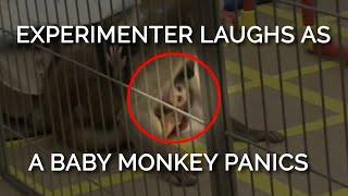 This baby monkeys panicked screams were met with an experimenter’s heartless laughter 