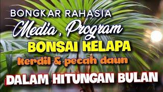 Bonsai Kelapa Bongkar Rahasia media di Balik Bonkla pecah daun dan Kerdil dalam hitungan bulan.