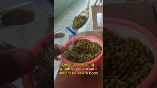 membuat toge sendiri dirumah #info #tips #kebun #cara #touge