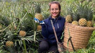 Harvest pineapple gardens to sell at the market make fried rice with sausages