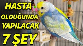 Kuşunuz Hastalandığında Yapılması Gereken 7 Önemli şey Muhabbet Kuşu sultan Papağanı