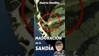 SANDÍA MADURA recoleccion #short