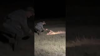 CATCH a RABBIT with bare hands #short #hunting