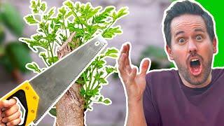 Why You Should HACK Your Moringa Tree EVERY Year