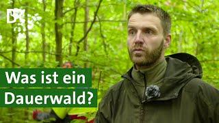 Naturgemäße Waldwirtschaft Ist der Dauerwald der Wald der Zukunft?  Unser Land  BR