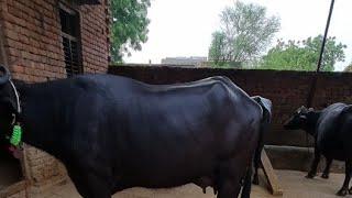 Murrah Buffalo Live Milking