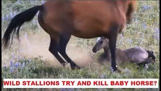 Wild Stallions Try To Kill New Baby Horse - This Is Not What I See - Horse Herd Behavior Discussed