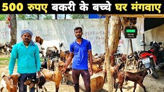 सिरोही अजमेरी गुजरी सोजत  बीटल सभी बकरी मिलेगी  Goat for sale  bakra mandi 2023